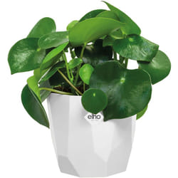 Elho - Gardebruk Vaso per fiori 'b.for rock' portafiori rotondo 13x15cm sottovaso contenitore per piante vere da esterni plastica riciclata indoor