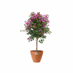 elho 8711904483135 vaso da fiori Marrone Plastica - Vista aggiuntiva 5