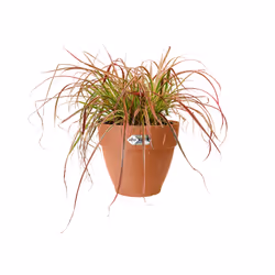 elho 8711904483135 vaso da fiori Marrone Plastica - Vista aggiuntiva 6