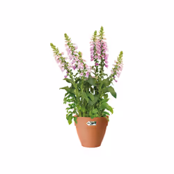 elho 8711904483135 vaso da fiori Marrone Plastica - Vista aggiuntiva 7