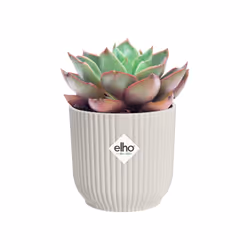 elho 8711904494018 vaso da fiori Bianco Plastica