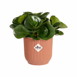 elho 8711904494100 vaso da fiori Rosa Plastica