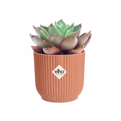 elho 8711904494100 vaso da fiori Rosa Plastica - Vista aggiuntiva 5