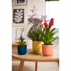 elho 8711904494100 vaso da fiori Rosa Plastica - Vista aggiuntiva 7