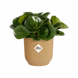 elho 8711904494193 vaso da fiori Giallo Plastica