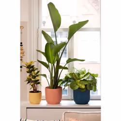 elho 8711904494223 vaso da fiori Rosa Plastica - Vista aggiuntiva 7