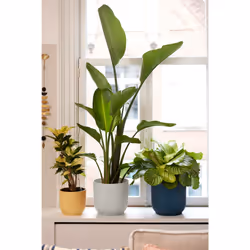 elho 8711904494254 vaso da fiori Bianco Plastica - Vista aggiuntiva 7