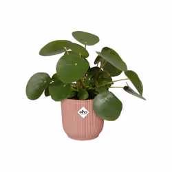 elho 8711904494346 vaso da fiori Rosa Plastica - Vista aggiuntiva 4