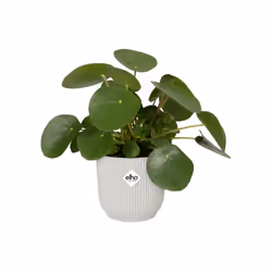 elho 8711904494377 vaso da fiori Bianco Plastica - Vista aggiuntiva 4