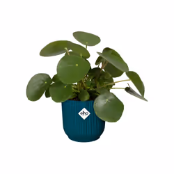 elho 8711904494407 vaso da fiori Blu Plastica - Vista aggiuntiva 4