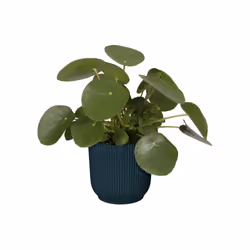 elho 8711904494407 vaso da fiori Blu Plastica - Vista aggiuntiva 5