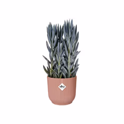 elho 8711904494698 vaso da fiori Rosa Plastica