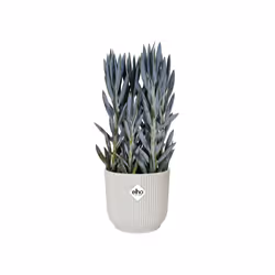 elho 8711904494728 vaso da fiori Bianco Plastica