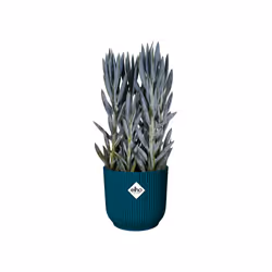 elho 8711904494759 vaso da fiori Blu Plastica