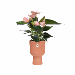 elho 8711904494810 vaso da fiori Rosa Plastica