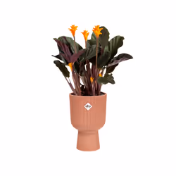 elho 8711904494810 vaso da fiori Rosa Plastica - Vista aggiuntiva 4
