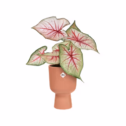 elho 8711904494810 vaso da fiori Rosa Plastica - Vista aggiuntiva 5