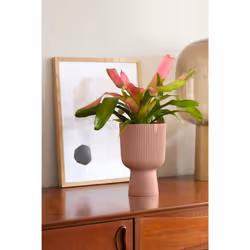 elho 8711904494810 vaso da fiori Rosa Plastica - Vista aggiuntiva 7