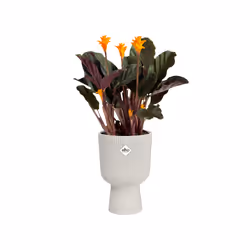 elho 8711904494841 vaso da fiori Bianco Plastica - Vista aggiuntiva 4