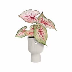 elho 8711904494841 vaso da fiori Bianco Plastica - Vista aggiuntiva 5