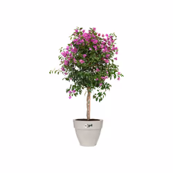 elho 8711904495138 vaso da fiori Bianco Plastica