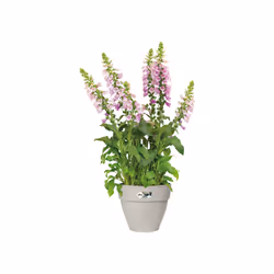 elho 8711904495138 vaso da fiori Bianco Plastica - Vista aggiuntiva 4