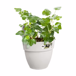 elho 8711904495220 fioriera Esterno Plastica Bianco - Vista aggiuntiva 5