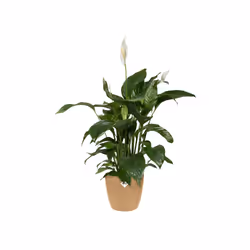 elho 8711904496821 vaso da fiori Marrone Plastica