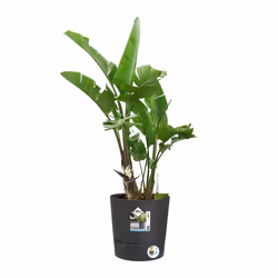 elho 8711904497217 vaso da fiori Grigio Plastica - Vista aggiuntiva 4