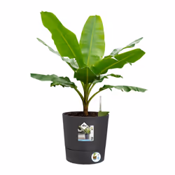 elho 8711904497217 vaso da fiori Grigio Plastica - Vista aggiuntiva 6