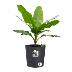 elho 8711904497316 vaso da fiori Grigio Plastica - Vista aggiuntiva 4
