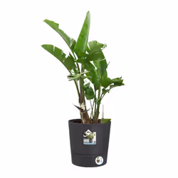 elho 8711904497316 vaso da fiori Grigio Plastica - Vista aggiuntiva 5