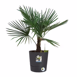 elho 8711904497316 vaso da fiori Grigio Plastica - Vista aggiuntiva 6