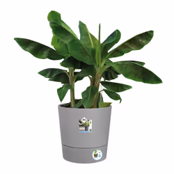 elho 8711904497347 vaso da fiori Grigio Plastica - Vista aggiuntiva 4
