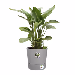 elho 8711904497347 vaso da fiori Grigio Plastica - Vista aggiuntiva 6