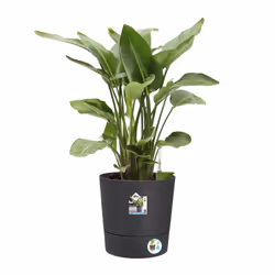 elho 8711904497378 vaso da fiori Grigio Plastica - Vista aggiuntiva 4