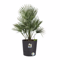 elho 8711904497378 vaso da fiori Grigio Plastica - Vista aggiuntiva 5