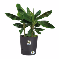 elho 8711904497378 vaso da fiori Grigio Plastica - Vista aggiuntiva 6