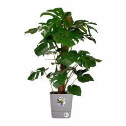 elho 8711904497422 vaso da fiori Grigio Plastica - Vista aggiuntiva 6