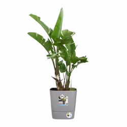 elho 8711904497422 vaso da fiori Grigio Plastica - Vista aggiuntiva 8