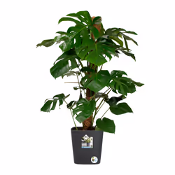 elho 8711904497453 vaso da fiori Grigio Plastica - Vista aggiuntiva 6