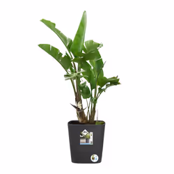 elho 8711904497453 vaso da fiori Grigio Plastica - Vista aggiuntiva 7