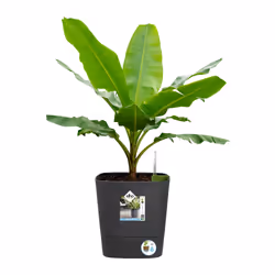 elho 8711904497453 vaso da fiori Grigio Plastica - Vista aggiuntiva 8