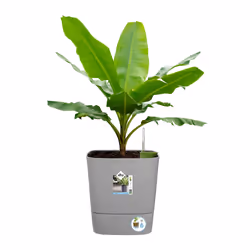 elho 8711904497507 vaso da fiori Grigio Plastica - Vista aggiuntiva 6