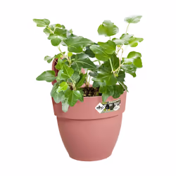 elho 8711904497927 fioriera Esterno Plastica Rosa - Vista aggiuntiva 4