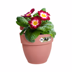 elho 8711904497927 fioriera Esterno Plastica Rosa - Vista aggiuntiva 5