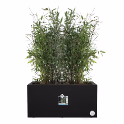elho 8711904499068 vaso da fiori Nero Plastica - Vista aggiuntiva 4