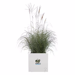 elho 8711904499242 fioriera Interno/esterno Plastica Bianco - Vista aggiuntiva 4