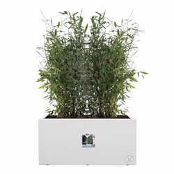 elho 8711904499600 vaso da fiori Bianco Plastica - Vista aggiuntiva 4