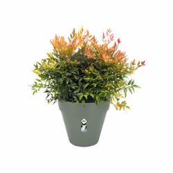 elho 8711904500597 vaso da fiori Verde Plastica